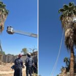 Tragic Accident: Tree Trimmer Fatally Trapped 50 Feet Up in Phoenix Palm Tree