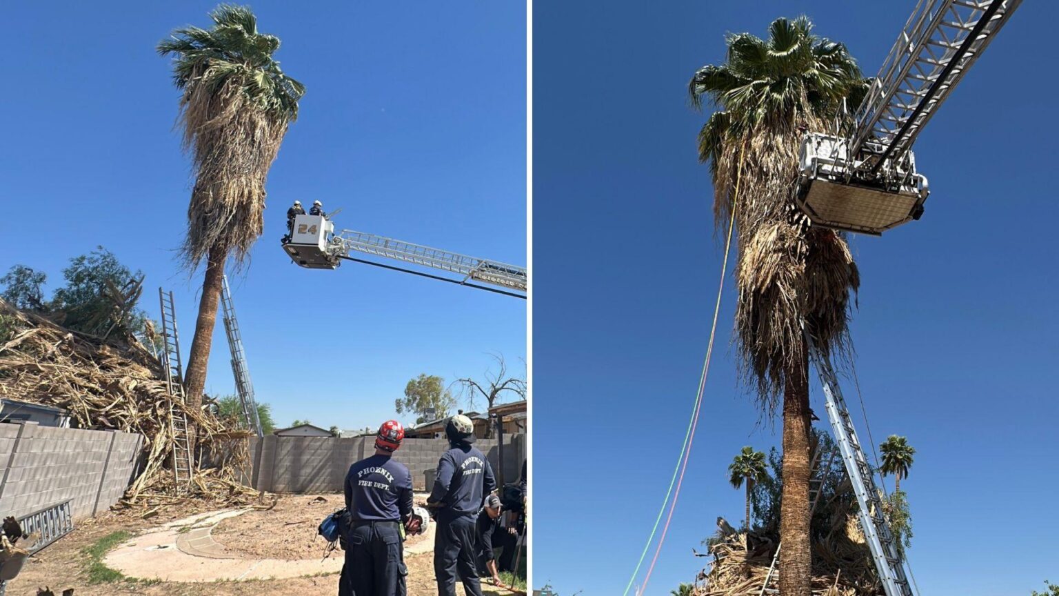 Tragic Accident: Tree Trimmer Fatally Trapped 50 Feet Up in Phoenix Palm Tree
