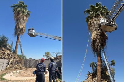 Tragic Accident: Tree Trimmer Fatally Trapped 50 Feet Up in Phoenix Palm Tree