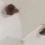 Dallas-Fort Worth Ranks 5th Among U.S. Cities Most Infested with Bed Bugs