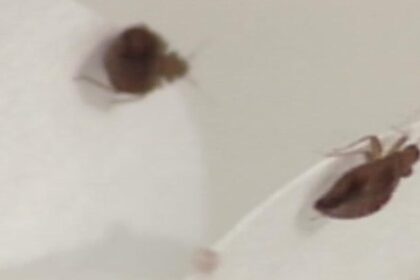 Dallas-Fort Worth Ranks 5th Among U.S. Cities Most Infested with Bed Bugs