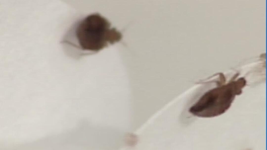 Dallas-Fort Worth Ranks 5th Among U.S. Cities Most Infested with Bed Bugs Dallas-Fort Worth Ranks 5th Among U.S. Cities Most Infested with Bed Bugs