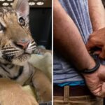 Phoenix Man Sentenced for Illegally Smuggling and Selling Exotic Animals