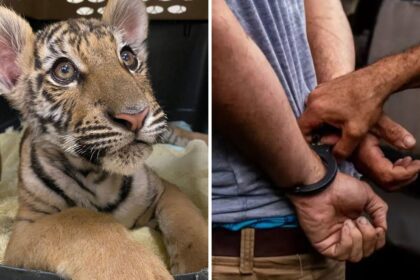 Phoenix Man Sentenced for Illegally Smuggling and Selling Exotic Animals