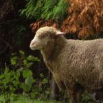 Rescue Mission: Sheep Found Roaming Chicago’s West Loop Find a New Home