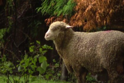 Rescue Mission: Sheep Found Roaming Chicago’s West Loop Find a New Home