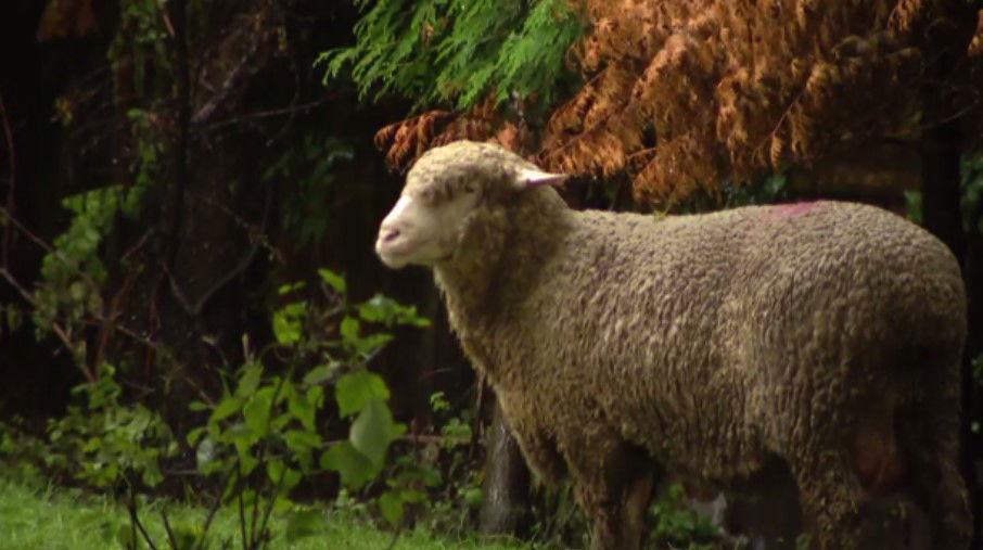 Rescue Mission: Sheep Found Roaming Chicago’s West Loop Find a New Home