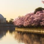 Top Must-See Events at the National Cherry Blossom Festival in Washington, DC