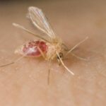 Why Texas Holds the Key to Stopping the Spread of a Deadly Parasite