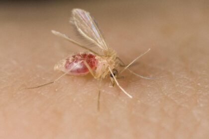 Why Texas Holds the Key to Stopping the Spread of a Deadly Parasite