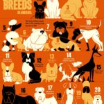 Top Dog Breeds Winning Hearts Across the US and Texas