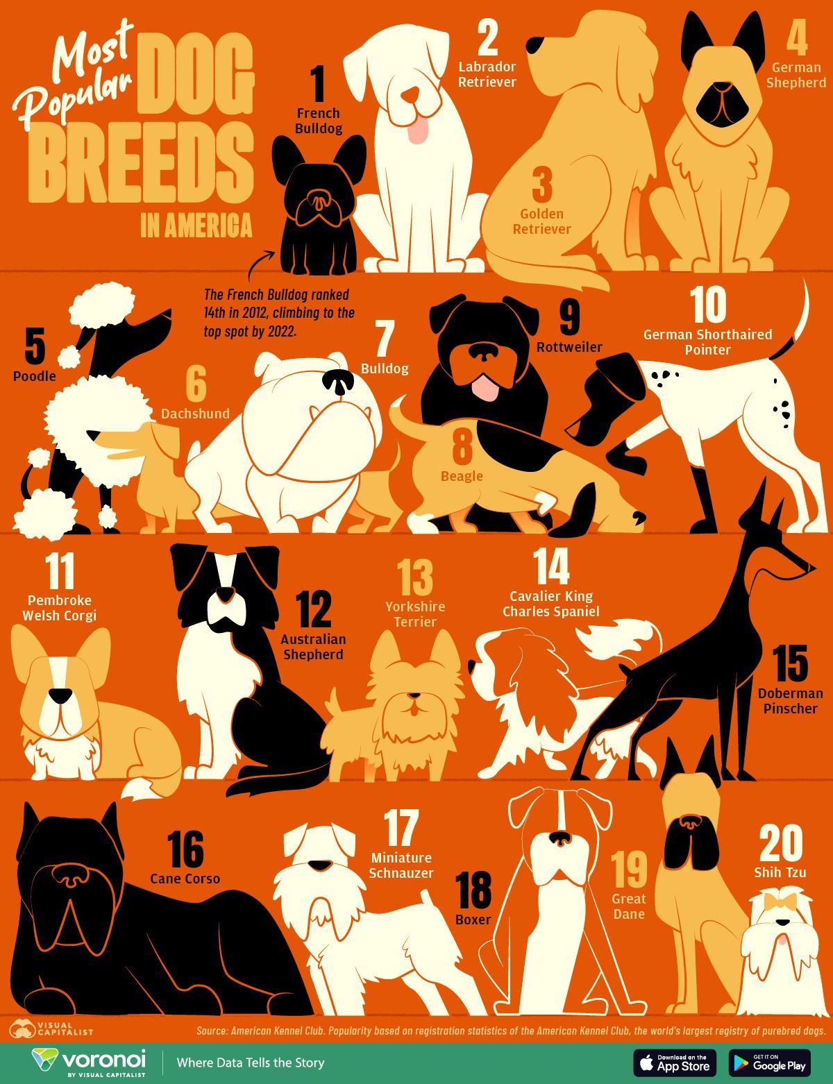 Top Dog Breeds Winning Hearts Across the US and Texas Top Dog Breeds Winning Hearts Across the US and Texas