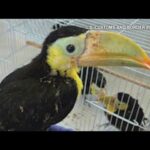 Man Arrested for Smuggling 14 Toucans Secretly Hidden in Vehicle