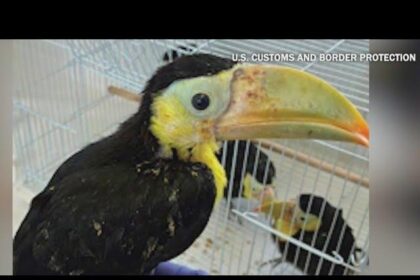 Man Arrested for Smuggling 14 Toucans Secretly Hidden in Vehicle