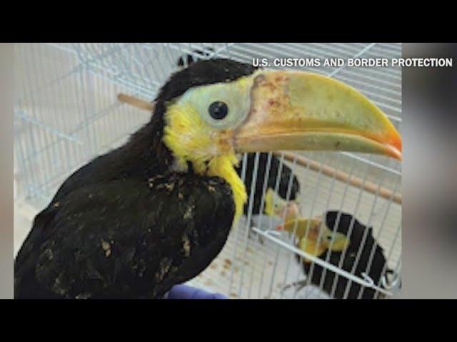 Man Arrested for Smuggling 14 Toucans Secretly Hidden in Vehicle Man Arrested for Smuggling 14 Toucans Secretly Hidden in Vehicle
