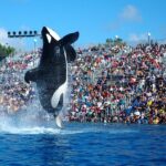 SeaWorld San Diego Bids Farewell to Its Iconic Killer Whale Show After Decades of Thrilling Audiences