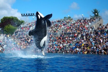SeaWorld San Diego Bids Farewell to Its Iconic Killer Whale Show After Decades of Thrilling Audiences