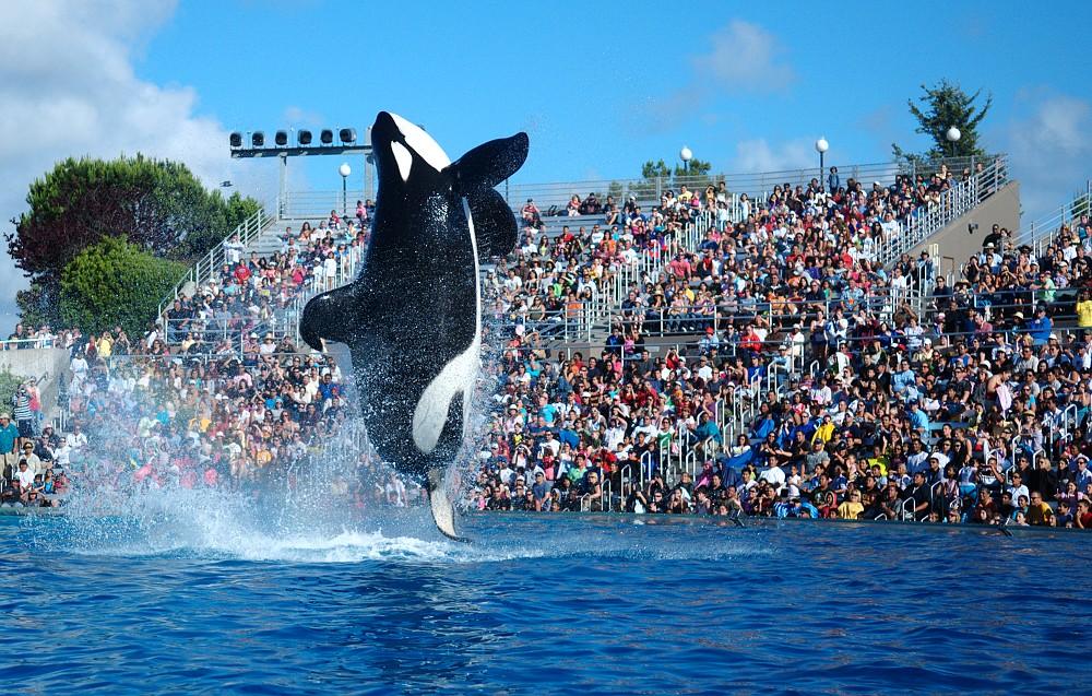SeaWorld San Diego Bids Farewell to Its Iconic Killer Whale Show After Decades of Thrilling Audiences