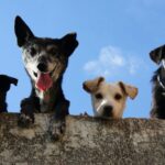 Scottsdale Named America’s Top City for Pets, While Phoenix Ranks 18th