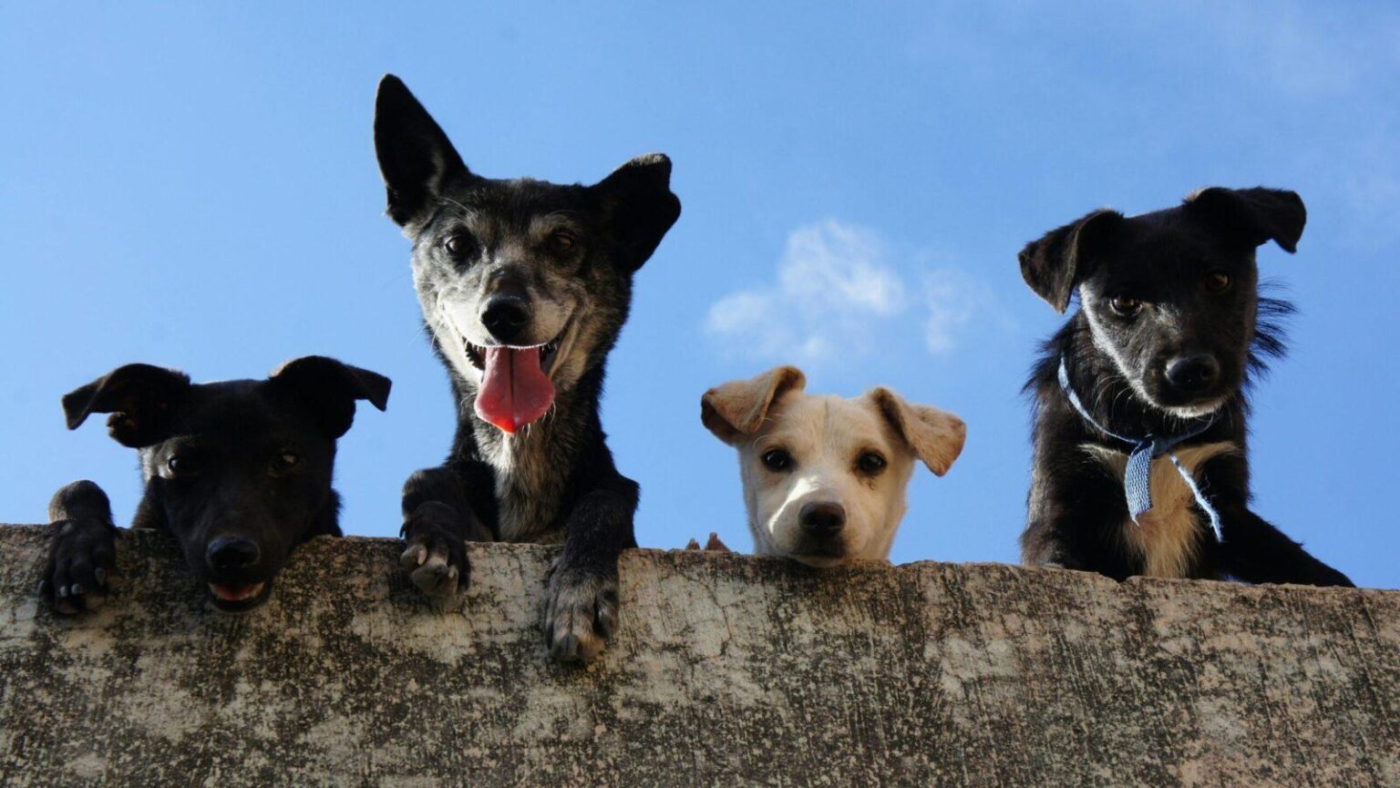 Scottsdale Named America’s Top City for Pets, While Phoenix Ranks 18th Scottsdale Named America’s Top City for Pets, While Phoenix Ranks 18th