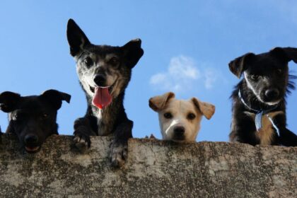 Scottsdale Named America’s Top City for Pets, While Phoenix Ranks 18th