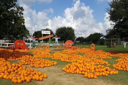 Top Pumpkin Patches Near Houston for Unforgettable Fall Fun