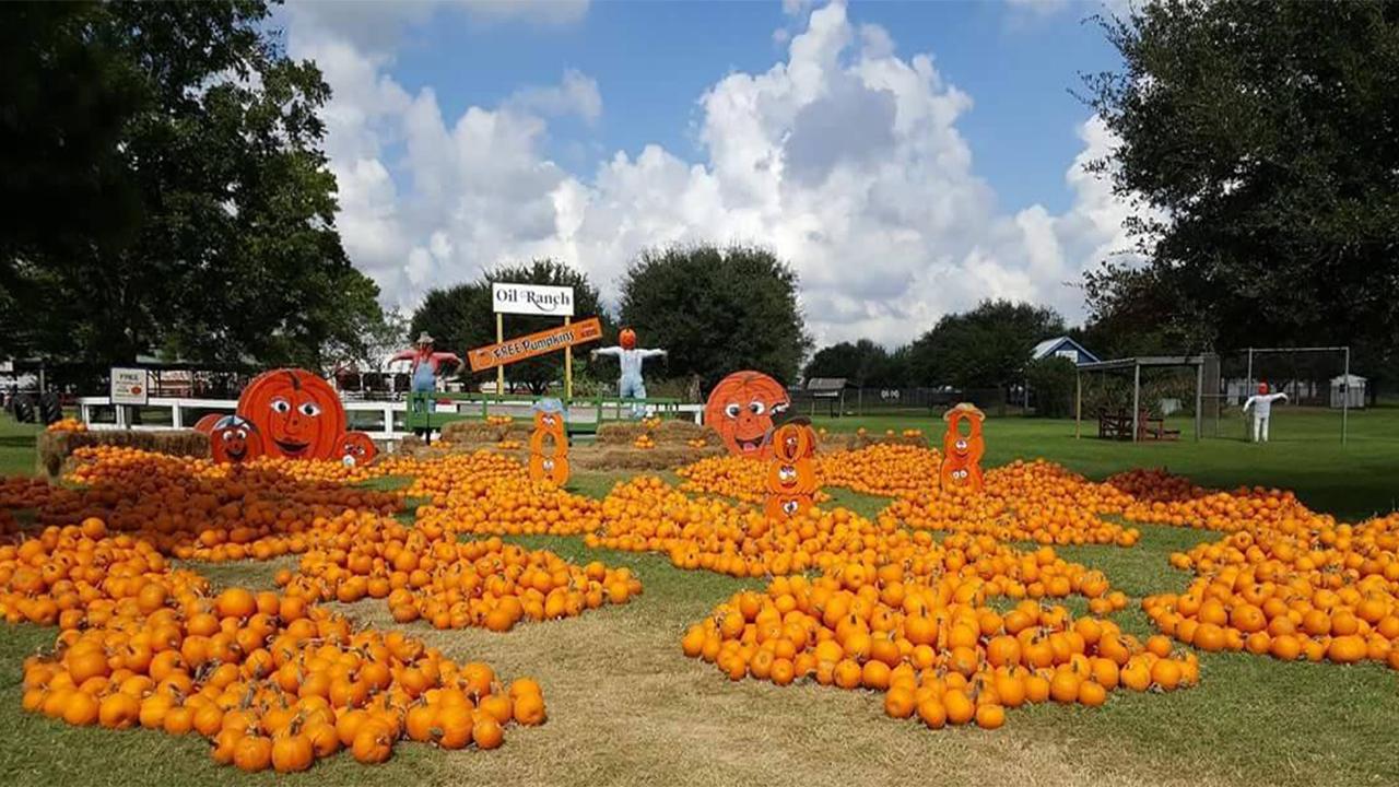 Top Pumpkin Patches Near Houston for Unforgettable Fall Fun
