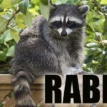 Raccoon in Houston County Tests Positive for Rabies: What You Need to Know