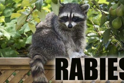 Raccoon in Houston County Tests Positive for Rabies: What You Need to Know