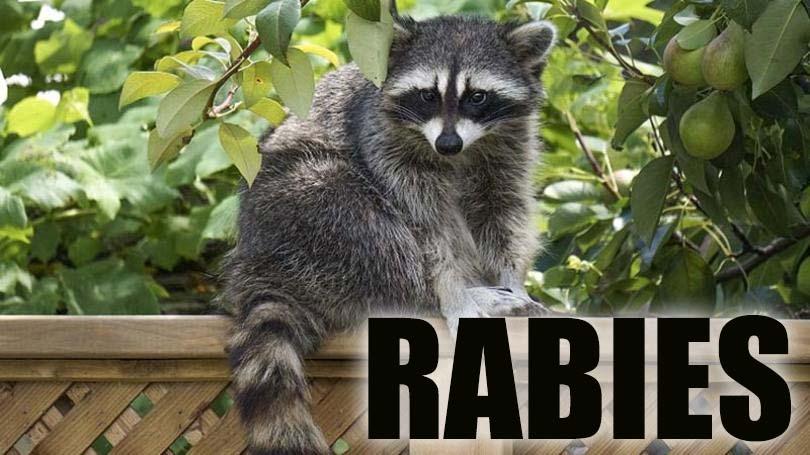 Raccoon in Houston County Tests Positive for Rabies: What You Need to Know