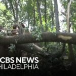 Child and Another Injured by Fallen Trees in Philadelphia During Severe Weather