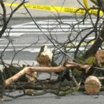 Tragic Accident: Woman Fatally Struck by Falling Tree at Hibernia County Park in Chester County