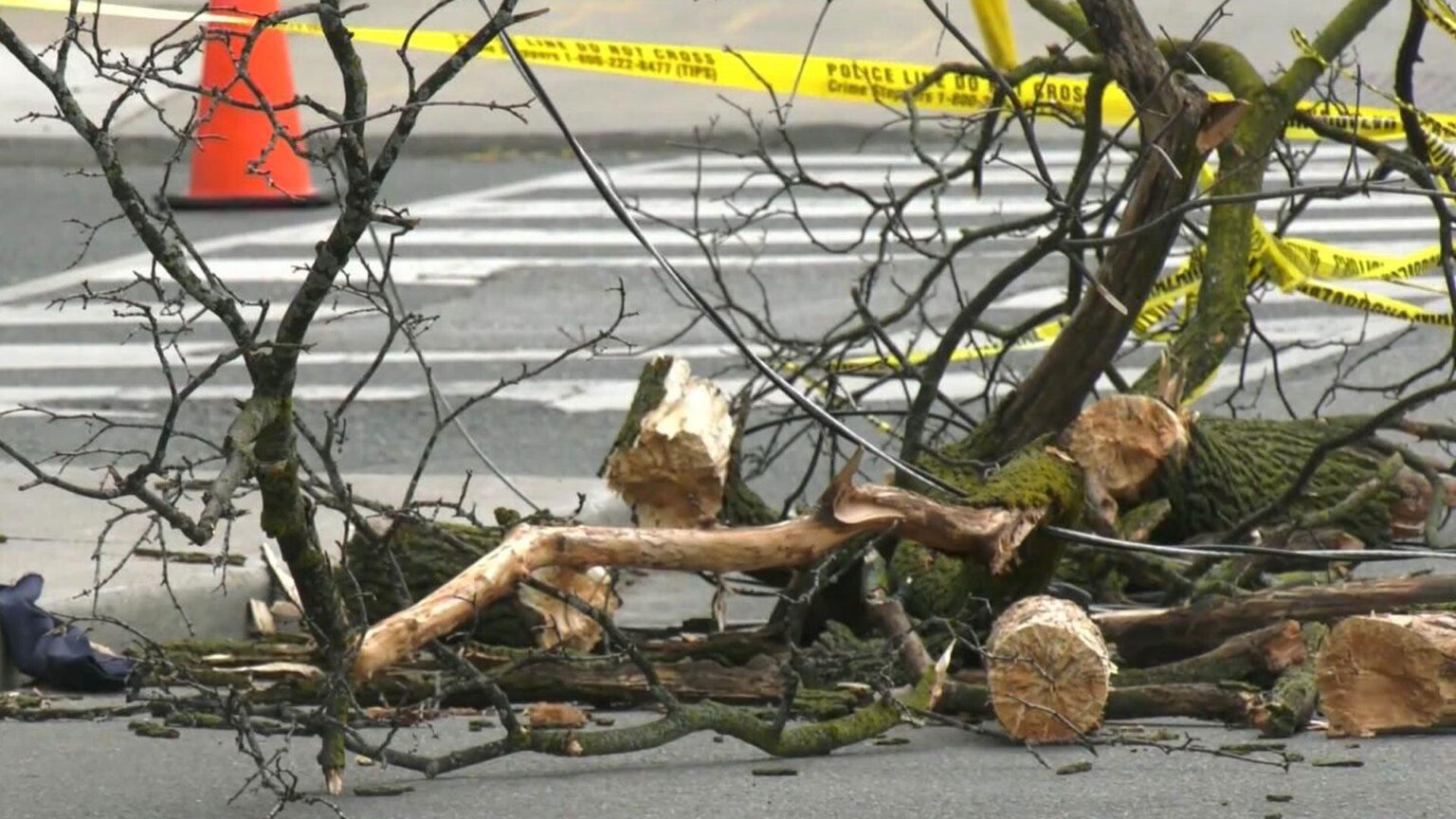 Tragic Accident: Woman Fatally Struck by Falling Tree at Hibernia County Park in Chester County Tragic Accident: Woman Fatally Struck by Falling Tree at Hibernia County Park in Chester County