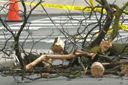 Tragic Accident: Woman Fatally Struck by Falling Tree at Hibernia County Park in Chester County