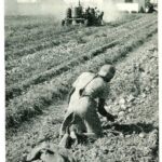 How Replacing Migrant Workers with High Schoolers in 1965 Led to a Major Disaster