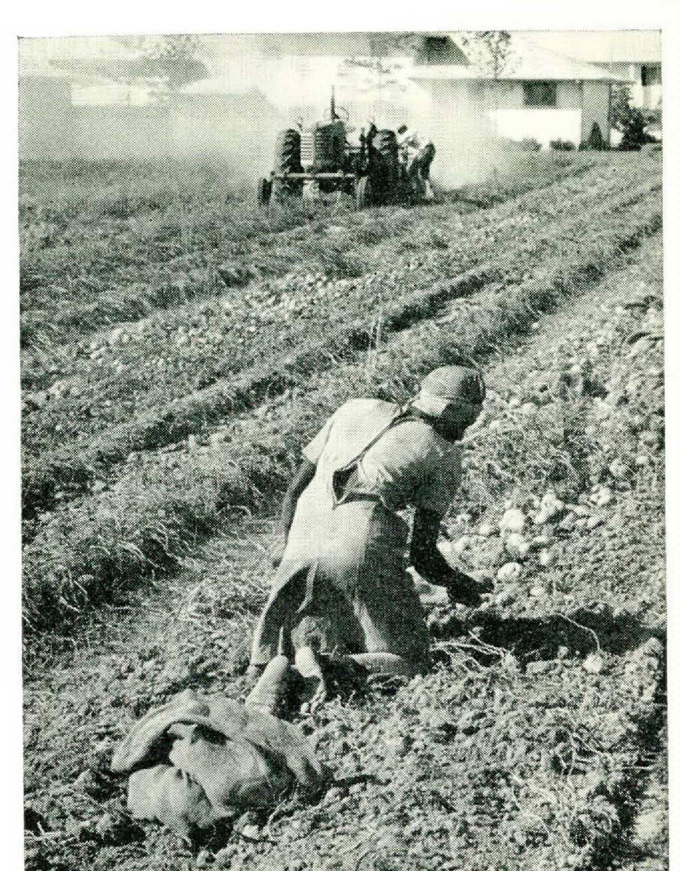 How Replacing Migrant Workers with High Schoolers in 1965 Led to a Major Disaster