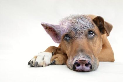 Pigs and Pandas: Uncovering Surprising Stories in American Higher Education