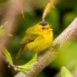 Wilson Urges Trump to Deploy National Guard to Chicago: ‘This Is Not Political