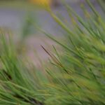 Lina Hidalgo Announces She Will Not Run for Reelection as Harris County Judge in 2026