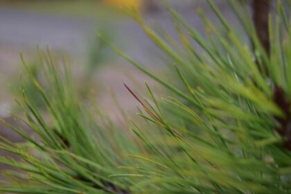 Lina Hidalgo Announces She Will Not Run for Reelection as Harris County Judge in 2026