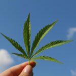 U.S. House Passes THC Ban, Delivering a Major Blow to Texas Hemp Industry
