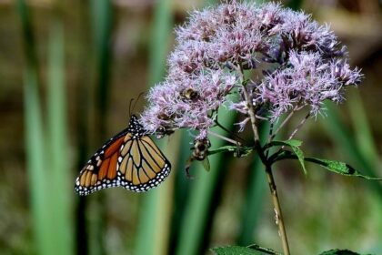 Police Continue Search for Answers in the Tragic Death of 35-Year-Old Woman Found in Her Apartment