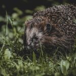 Inside the Spurs’ Urgent Timeline Questions Surrounding Victor Wembanyama