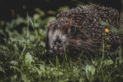 Inside the Spurs’ Urgent Timeline Questions Surrounding Victor Wembanyama