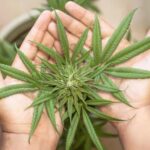 Young Conservatives Ignite the Marijuana Debate at AmericaFest