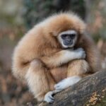 Your Ultimate Guide to Houston Zoo’s Zoo Boo and Spooky Spirits Events