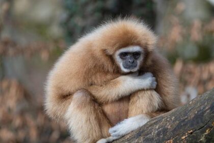 Your Ultimate Guide to Houston Zoo’s Zoo Boo and Spooky Spirits Events