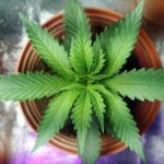 Advocates Rally to Keep THC Legal and Protect Hemp Freedom