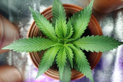 Advocates Rally to Keep THC Legal and Protect Hemp Freedom