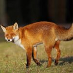 How Spurs Star De’Aaron Fox is Dominating the Court and Proving His Basketball Prowess